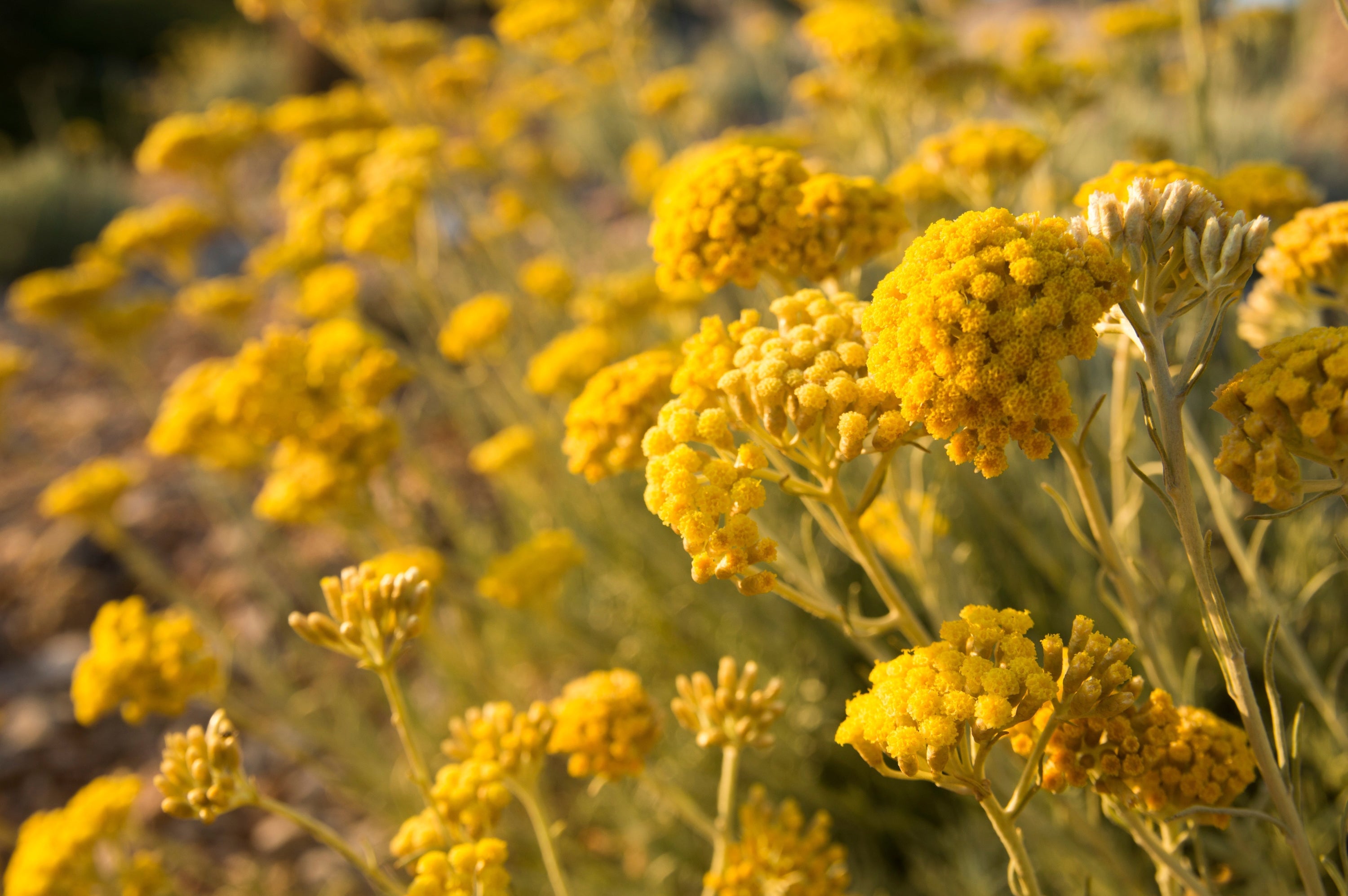 Helichrysum: The Immortelle Flower and Its Age-Defying Potential